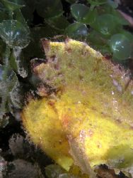 Yellow scorpionfish hiding in the algae. Taken with Olymp... by Nick Hobgood 